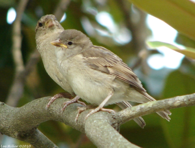 Sparrow Mom and her Chick
